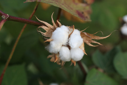 ¿Qué es el algodón? Mr Beam explica