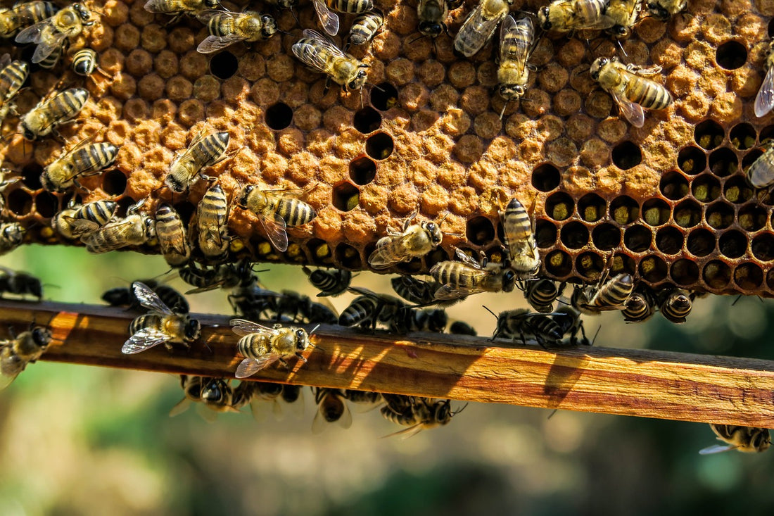 Bienenwachs Entstehung