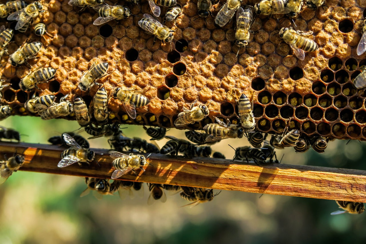 Bienenwachs Entstehung
